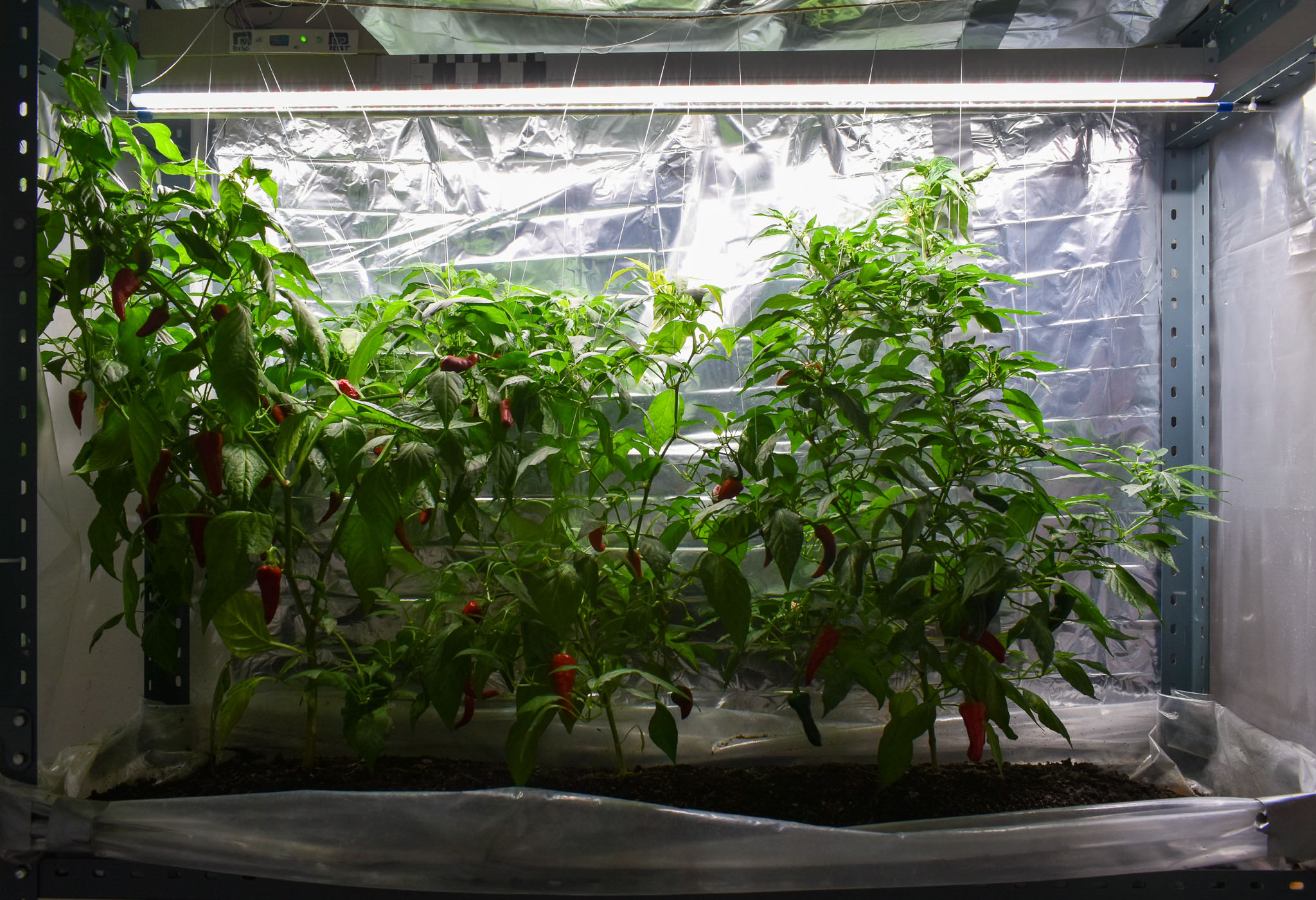 cultivo-1